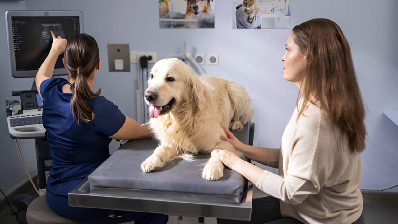 How Veterinary Teleradiology Is Making a Difference in Vet Clinics - Presented by PostDICOM